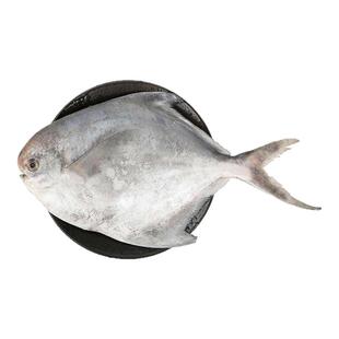 舟山野生鲳鱼新鲜冷冻东海海捕大白鲳鱼特大银鲳鱼顺丰冷链包邮