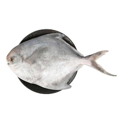 舟山银鲳鱼新鲜速冻大白鲳鱼扁鱼
