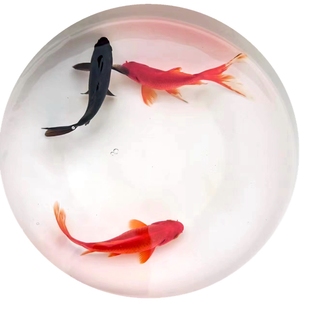 冷水金鱼好养易活成交锦鲫冷水淡水黄金黑鱼活体搭配组合套餐