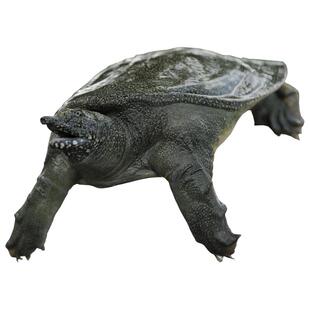 明凤甲鱼原板鳖 杭州湾生态放养礼盒中华鳖水鱼团鱼王八