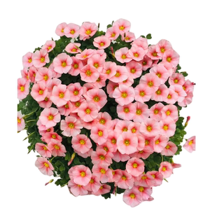 紫夜酢浆草种球种籽春植炸浆草紫色关节浆草种子四季早花卉盆栽