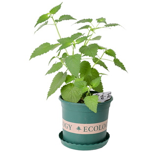 食用藿香盆栽叶新鲜种子种籽孑子四季菜苗药材种植苗秧蔬菜秧苗