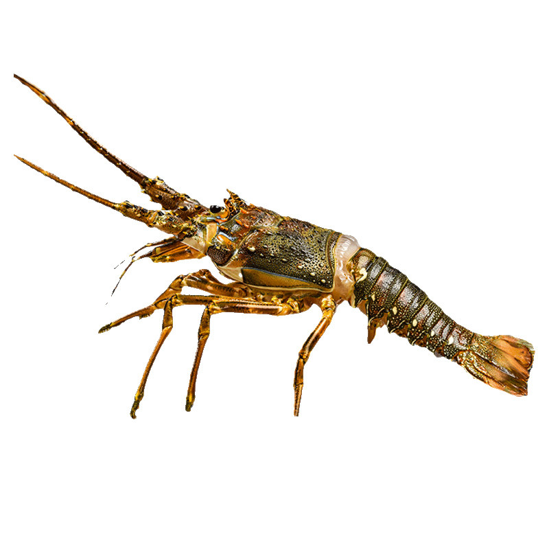 鲜活速冻小青龙大龙虾新鲜特波士顿澳洲龙虾青龙大花龙虾海鲜水产