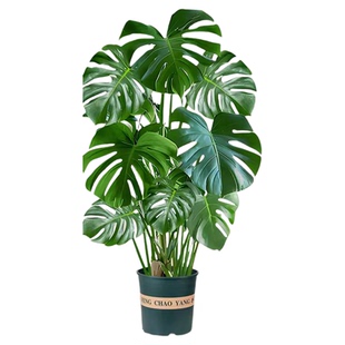 龟背竹客厅大盆栽大叶开背老桩提根懒人好养大型绿植室内净化空气