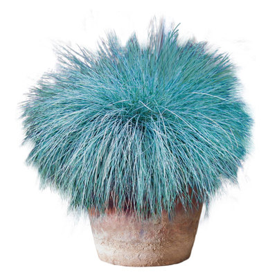 观赏草种子多年生耐寒阳台盆栽