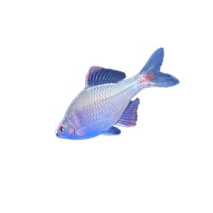 七彩鳑鲏原生旁皮鱼菜板鱼除丝藻鱼原生鱼新手鱼冷水鱼观赏鱼包邮