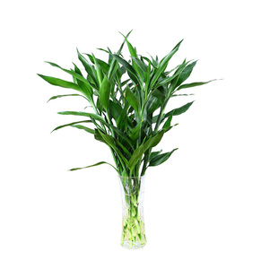 带根大叶富贵竹水养观音竹室内净化空气金边富贵竹庭院土培绿植