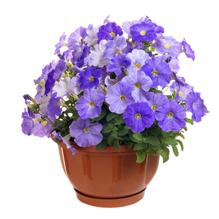 垂吊矮牵牛种子300粒大花碧冬茄朝颜喇叭花籽室内阳台盆栽春秋播