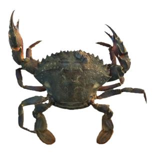 大连海鲜花盖蟹石蟹鲜活青蟹石甲大花蟹海捕海螃蟹活体新鲜梭子蟹