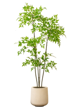 掬涵仿生绿植南天竹大型盆景假树
