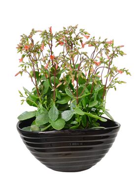 绿植盆栽珍珠风铃阳台宫灯长寿花