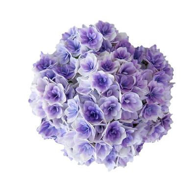 海妈家大花绣球盆栽花苗