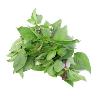 【沁蕊】新鲜九层塔叶250g金不换亚洲罗勒三杯鸡冬阴功香料九层塔