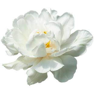 塔科马山郁金香种球自然球进口花种球根花园阳台种植耐寒花卉虹越