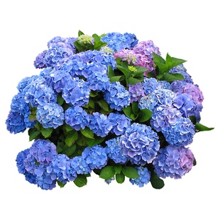 绣球花种子绣球花种籽子四季播种开花多年生花籽种植庭院易活室外