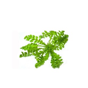 顺丰包邮苏北特产新鲜现摘 荠菜 地菜 野生荠菜混沌水饺包子馅料