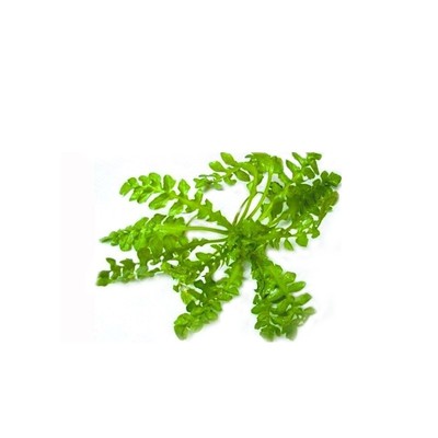 荠菜露天绿色生长新鲜现摘