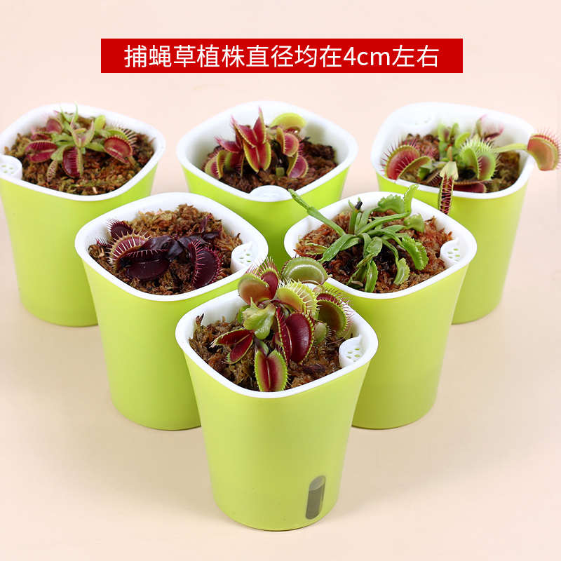 捕蝇草盆栽驱蚊草捕虫草扑蝇草食虫植物食人花猪笼草大嘴超大巨型