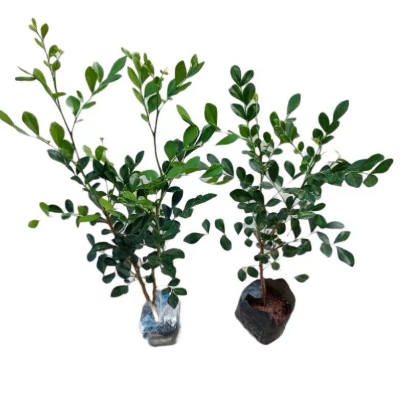 九里香盆栽苗四季绿化驱蚊植物