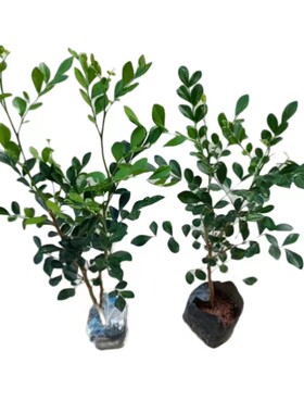 九里香盆栽苗四季绿化驱蚊植物
