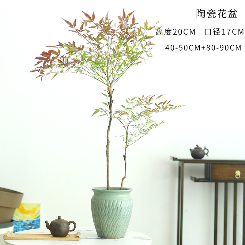 水培植物南天竹盆栽水养室内富贵竹绿植吊钟马醉木好养竹子花卉