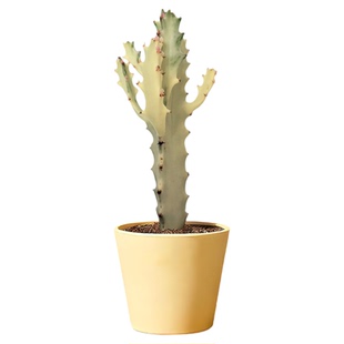 白龙骨锦沙生植物仙人掌块根白龙骨网红小众耐旱绿植室内外好养活