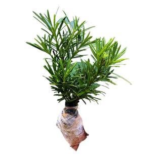 小叶雀舌罗汉松绿植天子四季常绿室内庭院小盆栽园艺造型盆景树苗