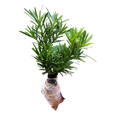 小叶好看上盆即是景雀舌罗汉松