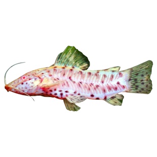 白子战车鼠鱼热带观赏鱼飞凤白化战车老鼠鱼观赏鱼工具底栖鱼活体