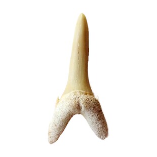 天然奇石观赏石三叶虫动物昆虫菊石燕子石鲨鱼牙化石儿童科普2765