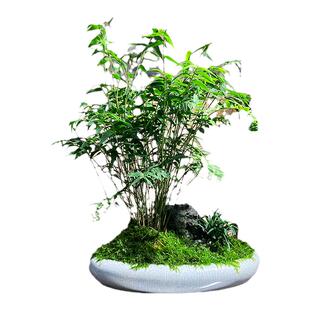 米竹观音竹小型凤尾竹盆景庭院室内绿植微盆景竹子苗观赏竹盆栽