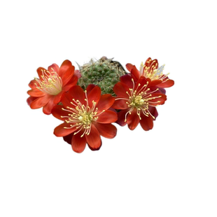 深山老方仙人球红梅宝山带盆包对版红色花迷你盆栽绿植带盆栽