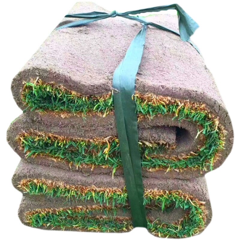 草皮真草坪带泥土果岭草四季青地毯草剪股颖带土庭院绿化马尼拉