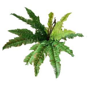 仿真蕨类叶子植物绿植墙婚庆装饰品仿真花草波斯草假树叶绿色造景