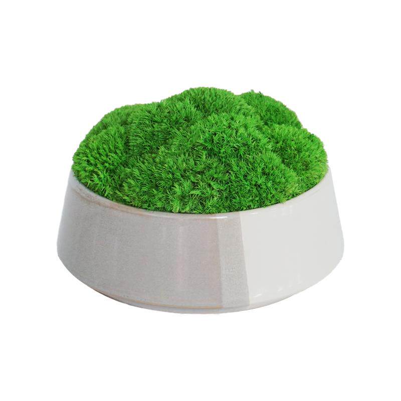 免浇水永生苔藓盆栽摆件植物城堡