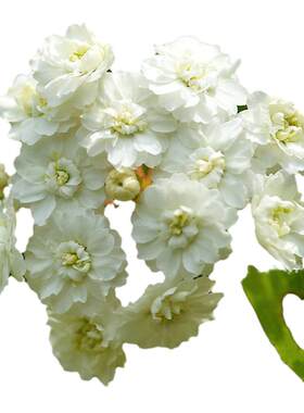 黄金喷泉绣线菊重瓣绣线菊喷雪花