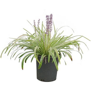 花镜庭院苗木耐寒地被植物金边麦冬草盆栽四季常青绿化工程包邮