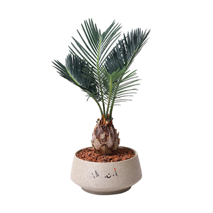 铁树盆栽植物室内花卉盆栽易活桌上办公室绿植好养活四季不怕晒的