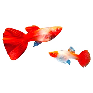 红头纯种鸿运当头孔雀鱼纯种好养耐活胎生鱼繁殖热带小型活体鱼苗