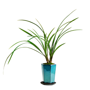 国兰兰花建兰小桃红金河室内桌面办公书房茶桌好养耐干中式草本