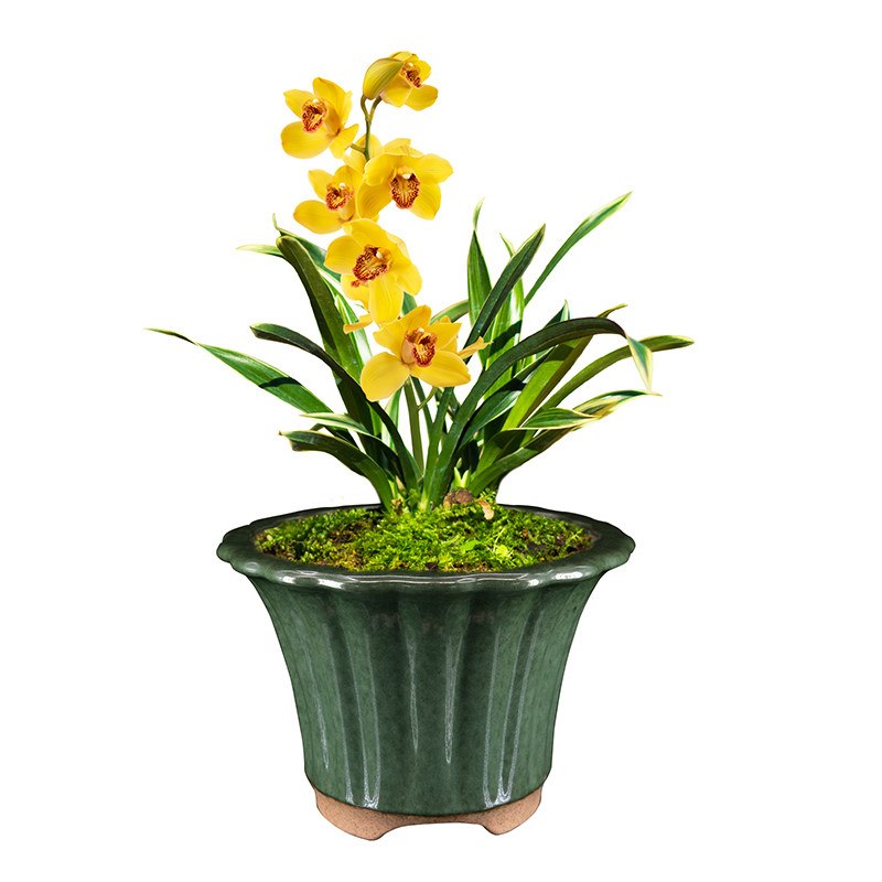 神童冠矮种兰花苗室内客厅花卉易活绿植兰草盆景小兰花小绿植桌面