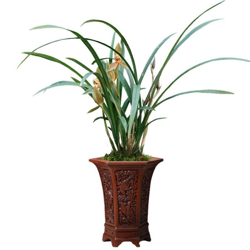 翁源兰花苗老种春剑名草带花浓香好养除甲醛室内阳台绿植花卉盆栽