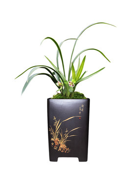 春兰荷瓣三星蝶三圣叶蝶