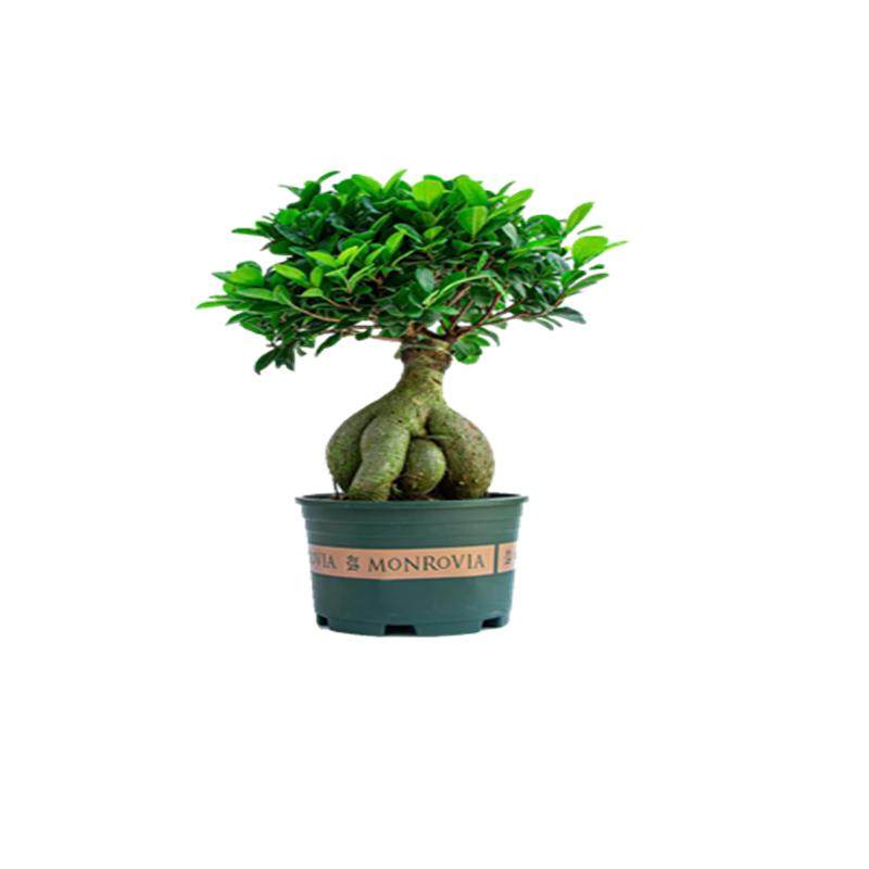 人参大小榕树台湾虎皮盆栽花卉