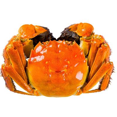 特大10只大闸蟹活蟹鲜活