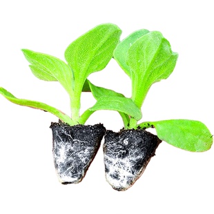 水晶四季大叶冰菜苗带土秧苗盆栽蔬菜种苗冰草幼苗阳台秋冬蔬菜苗