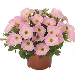 重瓣冰淡紫矮牵牛花苗四季新品无性系开花量大阳台吊盆花卉盆栽