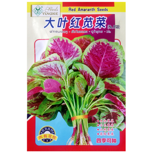 大圆叶红苋菜种子汉菜春季阳台盆栽庭院农家播种植青菜蔬菜种籽孑