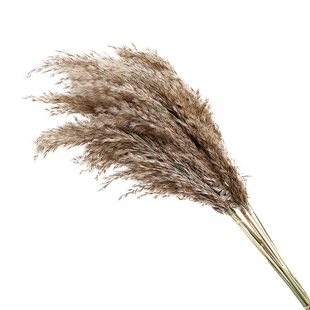 天然芦柴干花花束原色漂白小芦苇蒲苇diy永生花婚庆装饰潘帕斯草