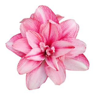 重瓣朱顶红种球自然球鬼魅安吉拉蒂卡梦幻卡布鲁斯双梦阿弗雷室内